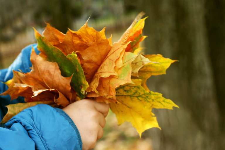 Childs hands holding autumal leafs