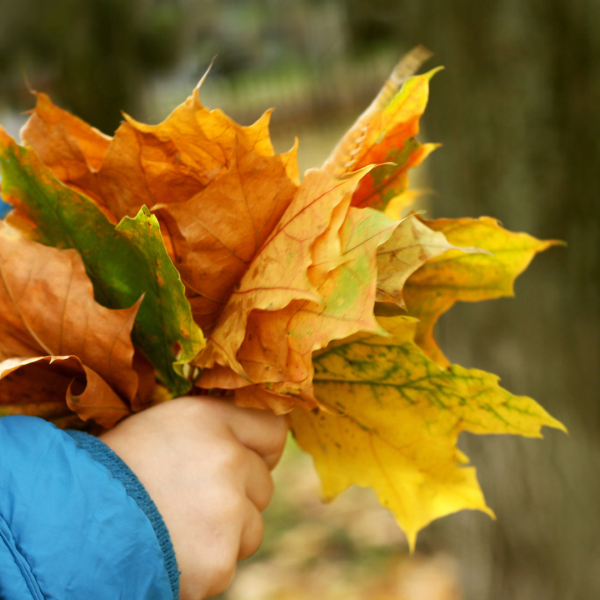 Childs hands hold autumnal leafs